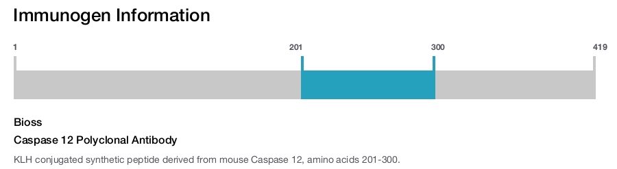 Caspase 12 Polyclonal Antibody