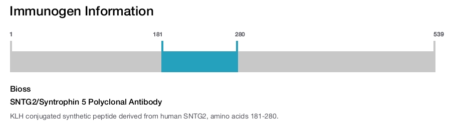 SNTG2/Syntrophin 5 Polyclonal Antibody