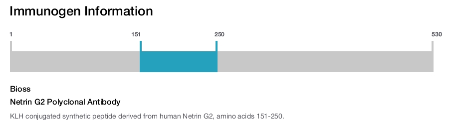 Netrin G2 Polyclonal Antibody