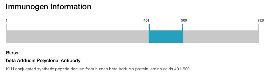 beta Adducin Polyclonal Antibody