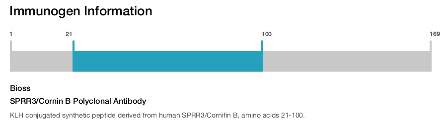 SPRR3/Cornin B Polyclonal Antibody