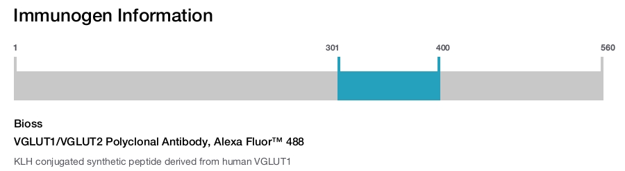 VGLUT1/VGLUT2 Polyclonal Antibody, Alexa Fluor&trade; 488