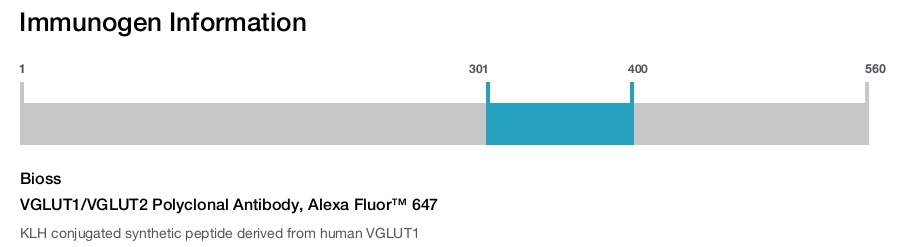 VGLUT1/VGLUT2 Polyclonal Antibody, Alexa Fluor&trade; 647