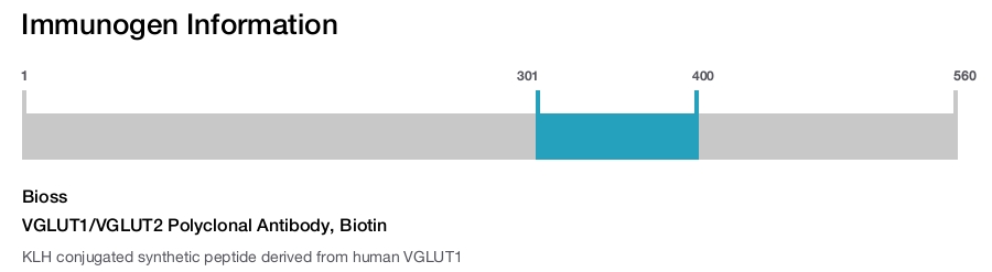 VGLUT1/VGLUT2 Polyclonal Antibody, Biotin