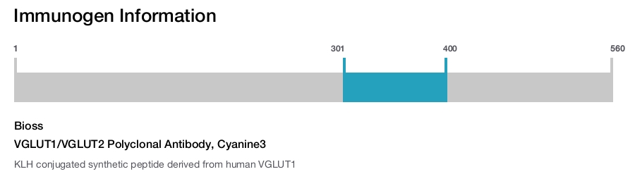 VGLUT1/VGLUT2 Polyclonal Antibody, Cyanine3