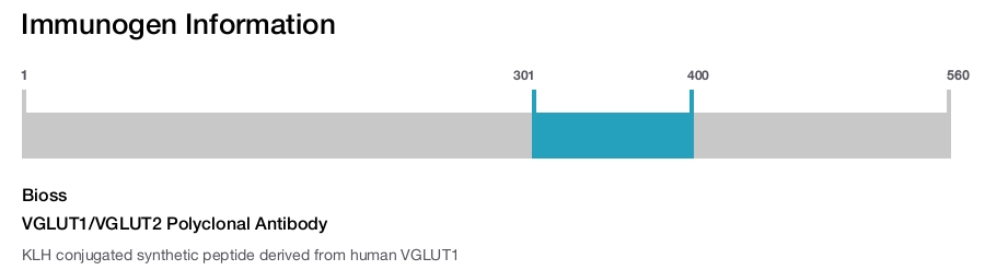 VGLUT1/VGLUT2 Polyclonal Antibody