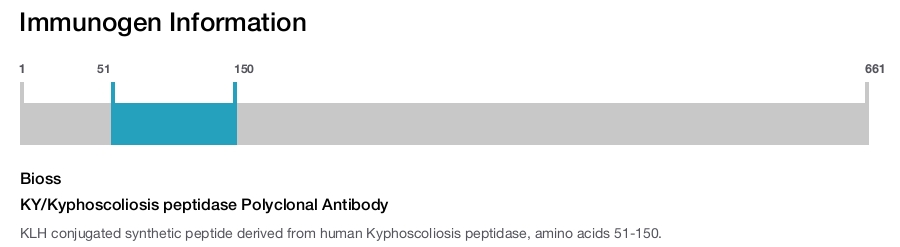 KY/Kyphoscoliosis peptidase Polyclonal Antibody