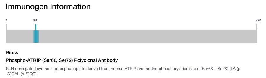 Phospho-ATRIP (Ser68, Ser72) Polyclonal Antibody