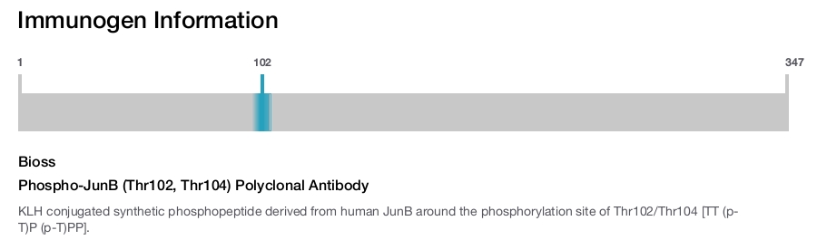 Phospho-JunB (Thr102, Thr104) Polyclonal Antibody