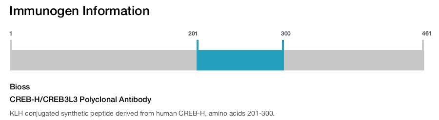 CREB-H/CREB3L3 Polyclonal Antibody