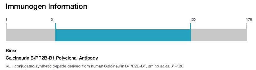 Calcineurin B/PP2B-B1 Polyclonal Antibody