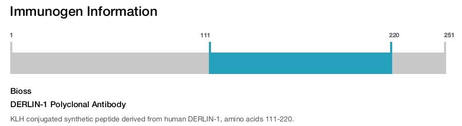 DERLIN-1 Polyclonal Antibody