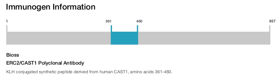 ERC2/CAST1 Polyclonal Antibody