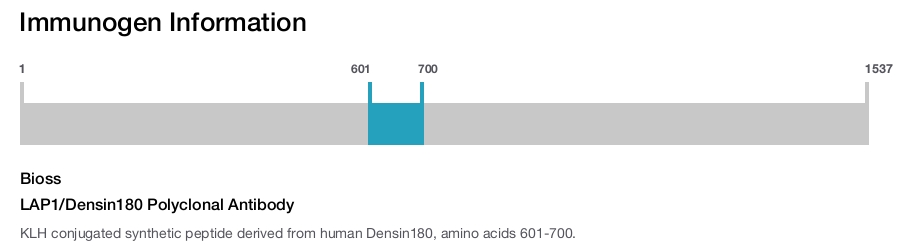 LAP1/Densin180 Polyclonal Antibody