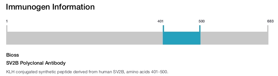 SV2B Polyclonal Antibody