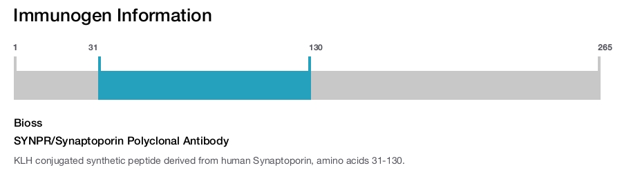 SYNPR/Synaptoporin Polyclonal Antibody