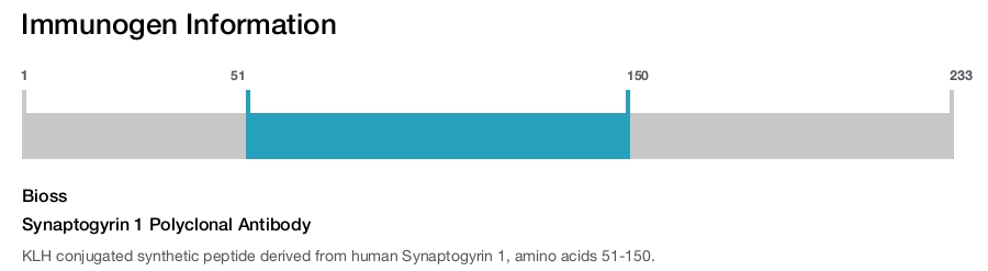 Synaptogyrin 1 Polyclonal Antibody