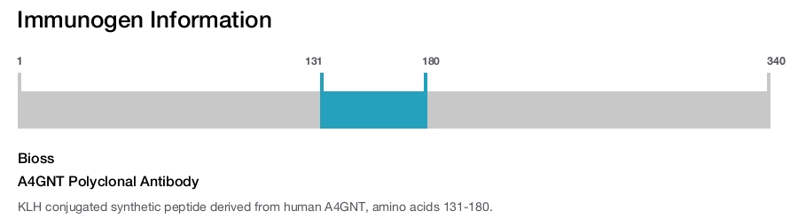 A4GNT Polyclonal Antibody