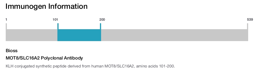 MOT8/SLC16A2 Polyclonal Antibody