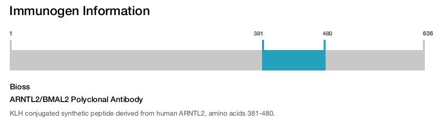 ARNTL2/BMAL2 Polyclonal Antibody