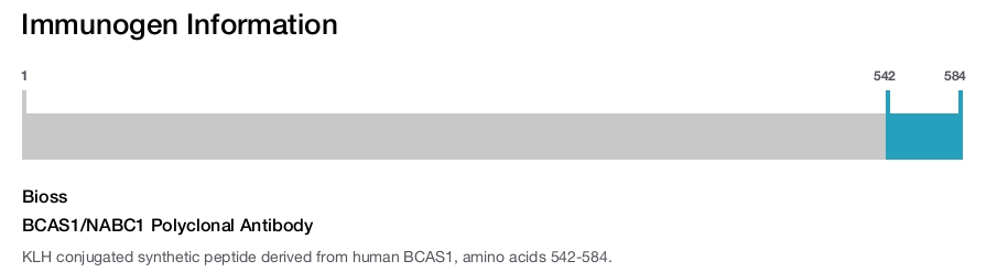 BCAS1/NABC1 Polyclonal Antibody