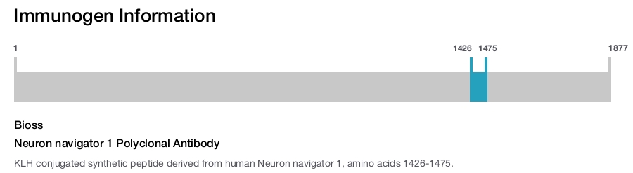 Neuron navigator 1 Polyclonal Antibody