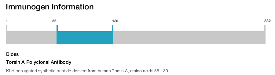 Torsin A Polyclonal Antibody