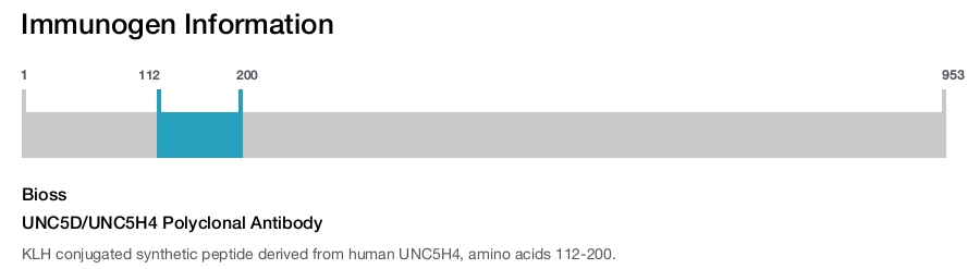 UNC5D/UNC5H4 Polyclonal Antibody