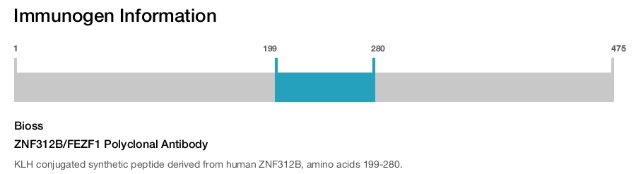 ZNF312B/FEZF1 Polyclonal Antibody