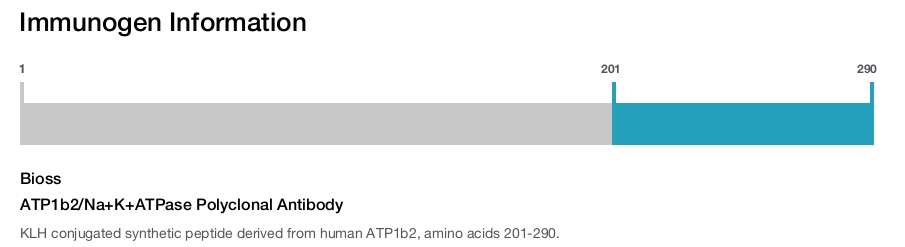 ATP1b2/Na+K+ATPase Polyclonal Antibody