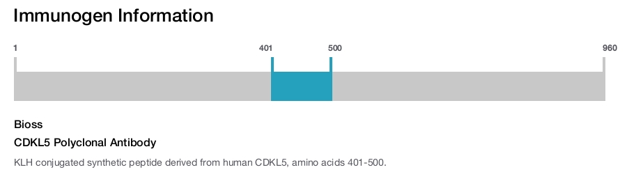 CDKL5 Polyclonal Antibody