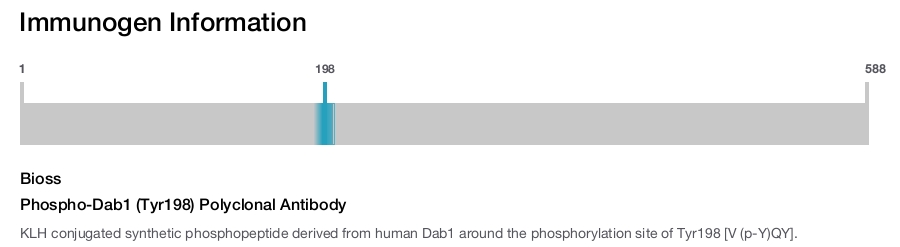 Phospho-Dab1 (Tyr198) Polyclonal Antibody