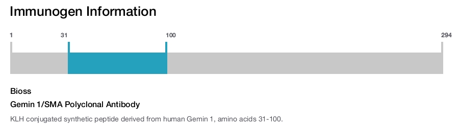 Gemin 1/SMA Polyclonal Antibody
