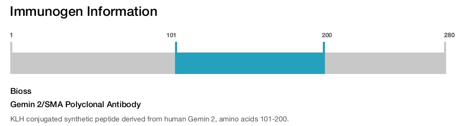 Gemin 2/SMA Polyclonal Antibody