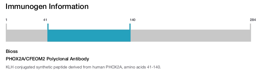 PHOX2A/CFEOM2 Polyclonal Antibody