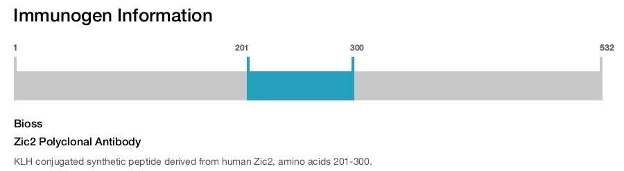 Zic2 Polyclonal Antibody