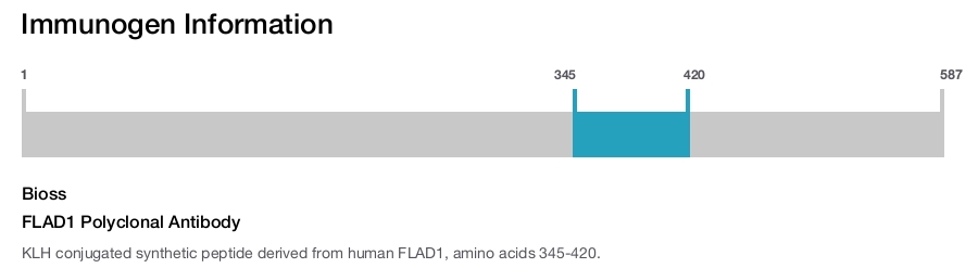 FLAD1 Polyclonal Antibody