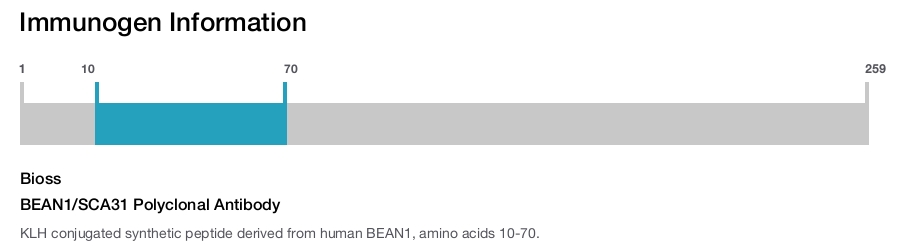 BEAN1/SCA31 Polyclonal Antibody