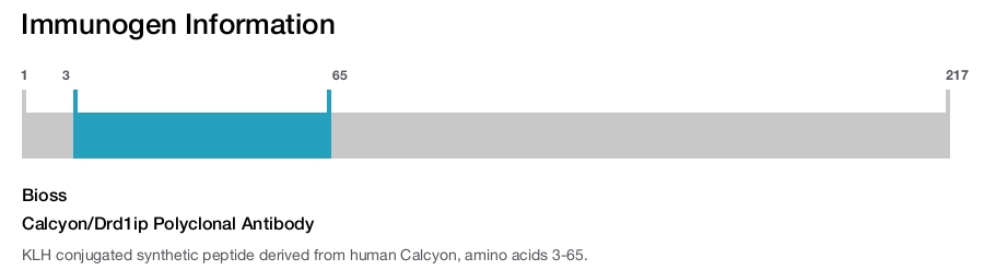 Calcyon/Drd1ip Polyclonal Antibody