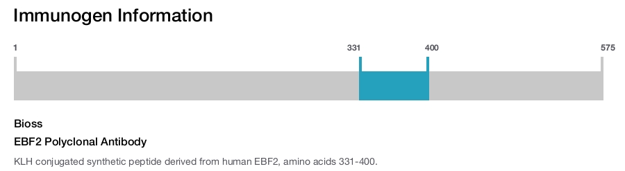 EBF2 Polyclonal Antibody