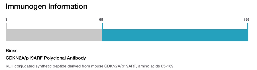 CDKN2A/p19ARF Polyclonal Antibody