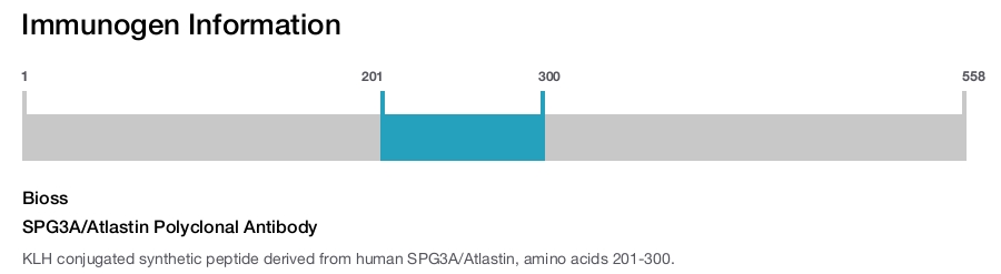 SPG3A/Atlastin Polyclonal Antibody