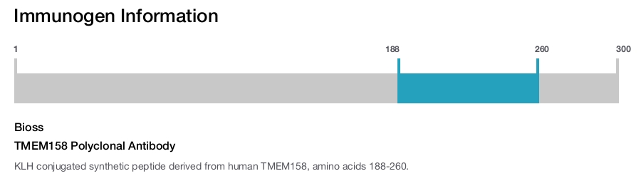 TMEM158 Polyclonal Antibody