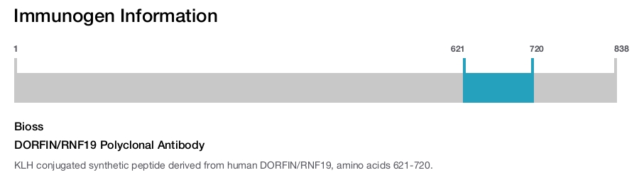 DORFIN/RNF19 Polyclonal Antibody