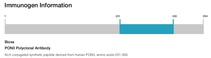 PON3 Polyclonal Antibody