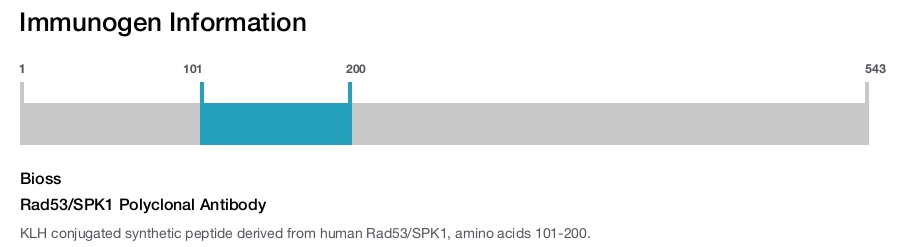 Rad53/SPK1 Polyclonal Antibody