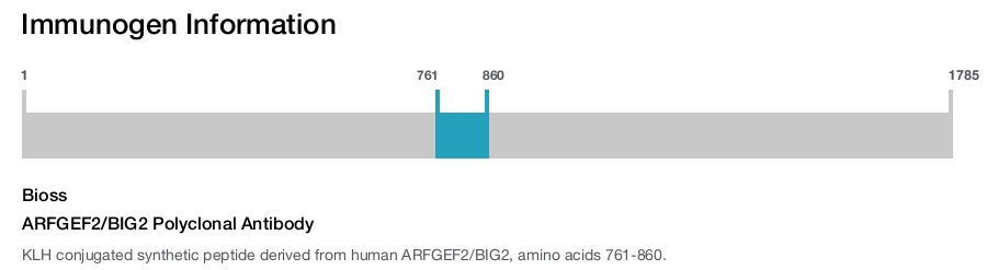 ARFGEF2/BIG2 Polyclonal Antibody