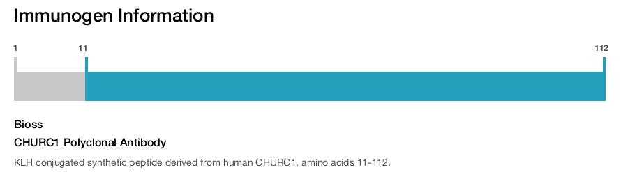 CHURC1 Polyclonal Antibody