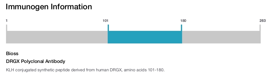 DRGX Polyclonal Antibody