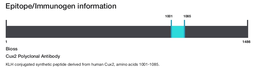 Cux2 Polyclonal Antibody